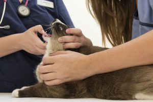 טיפול שיניים לחתולים