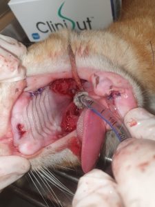 דלקת-חלל-פה-בחתולים-סטומטיטיס-stomatitis