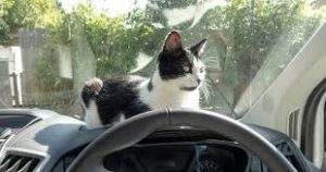 נסיעה עם חתול ברכב