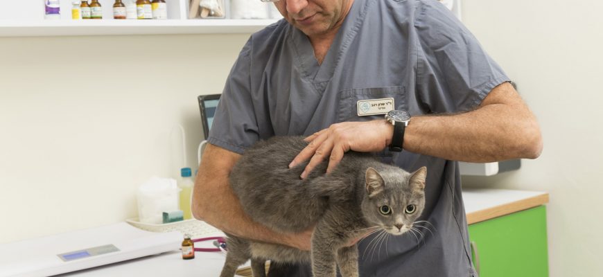 תכנית בריאות לחתול – הדרך לרפואה נכונה לחתולך