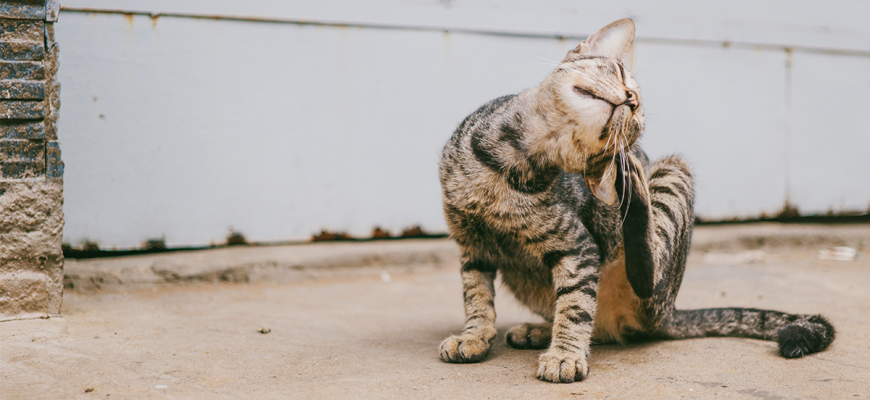 אלרגיה בחתולים – גירודים בחתול מה הסיבה ומה עושים